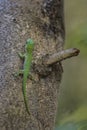 Koch`s giant day gecko - Phelsuma madagascariensis kochi Royalty Free Stock Photo