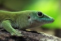 Koch's giant day gecko (Phelsuma madagascariensis kochi).