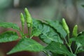 Kochchi, kochchi chili, white kochchi chili, kochchi plant, chili in sri lanka, lanka, sri lanka, spicy, hot, kochchi in sri lanka