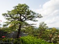 Pine trees on the grounds of Kochi castle, one of the 12 original Edo period castles of Japan Royalty Free Stock Photo