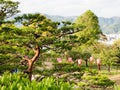 Pine trees on the grounds of Kochi castle, one of the 12 original Edo period castles of Japan Royalty Free Stock Photo