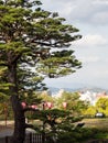 Pine trees on the grounds of Kochi castle, one of the 12 original Edo period castles of Japan Royalty Free Stock Photo