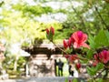 Red azalea flowers blooming on the grounds of Chikurinji, temple number 31 of Shikoku pilgrimage Royalty Free Stock Photo
