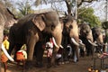 Kochi, Kerala, India -March 27, 2023 indian thrissur pooram hindu festival celebrating with decorated elephants