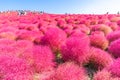 Kochia and cosmos filed Hitachi Ibaraki Japan Royalty Free Stock Photo