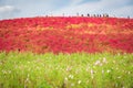 Kochia and cosmos bush at Hitachi Seaside Park in autumn at Ibaraki, Japan