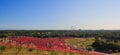 Kochia with the crowd in Kokuei Hitachi Seaside Park - Hitachinaka, Ibaraki, Japan Royalty Free Stock Photo