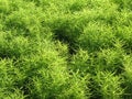 Kochia, a family of Amaranth Royalty Free Stock Photo