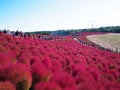 Kochia Hill at Hitachi Seaside Park