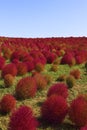 Kochia Scoparia Grass Royalty Free Stock Photo