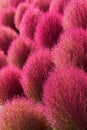 Kochia Scoparia Royalty Free Stock Photo