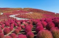 Kochias hill in autumn season Royalty Free Stock Photo