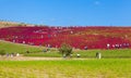 kochias hill in autumn season at Hitachi seaside park ,