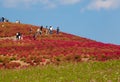 Kochias hill in autumn season at Hitachi seaside park