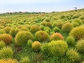 Kochias hill in autumn season at Hitachi seaside park , Ibaraki prefecture , Japan Royalty Free Stock Photo