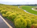 Kochias hill in autumn season at Hitachi seaside park , Ibaraki prefecture , Japan Royalty Free Stock Photo