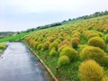 Kochias hill in autumn season at Hitachi seaside park , Ibaraki prefecture , Japan Royalty Free Stock Photo