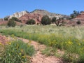 Kodachrome Wildflowers