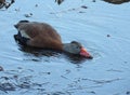 Whistling wild duck half submerge in the water while looking for food Royalty Free Stock Photo
