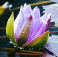 Beautiful Lutus flower of the lily pad with dew water droplets on its petals Royalty Free Stock Photo