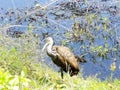 a limpkin on the shore by the lake resting Royalty Free Stock Photo