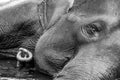 Kodanad Elephant Sanctuary - elephant bathing in progress with eye and trunk to the left - black and white