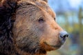 Kodiak Bear Royalty Free Stock Photo