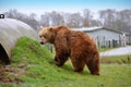 Kodiak Bear