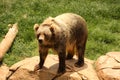 Kodiak Bear