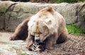 Kodiak Bear Eats A Fish