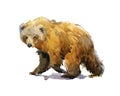 Kodiak Bear watercolor illustration isolated on white