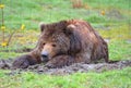 Kodiak Bear laying on in grass