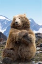 Kodiak bear performing Royalty Free Stock Photo