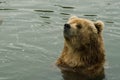 Kodiak bear