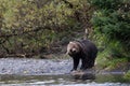 Kodiak bear on the river edge shaking Royalty Free Stock Photo