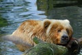 Kodiak bear swimming