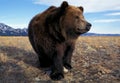 KODIAK BEAR ursus arctos middendorffi, ADULT, ALASKA Royalty Free Stock Photo