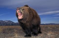 Kodiak Bear, ursus arctos middendorffi, Adult with Open Mouth, Defensive Posture, Alaska Royalty Free Stock Photo