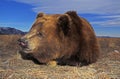 Kodiak Bear, ursus arctos middendorffi, Adult resting, Alaska Royalty Free Stock Photo