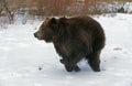 KODIAK BEAR ursus arctos middendorffi, ADULT RUNNING ON SNOW, ALASKA Royalty Free Stock Photo