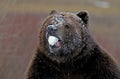 Kodiak Bear, ursus arctos middendorffi, Adult with Snow in Mouth, Alaska Royalty Free Stock Photo