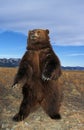 KODIAK BEAR ursus arctos middendorffi, ADULT STANDING UP ON HIND LEGS, ALASKA Royalty Free Stock Photo