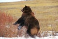 KODIAK BEAR ursus arctos middendorffi, ADULT STANDING UP ON HIND LEGS, ALASKA Royalty Free Stock Photo