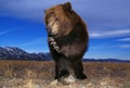 KODIAK BEAR ursus arctos middendorffi, ADULT THREATENING, ALASKA Royalty Free Stock Photo