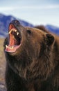 KODIAK BEAR ursus arctos middendorffi, ADULT THREATENING WITH OPEN MOUTH, ALASKA Royalty Free Stock Photo