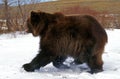Kodiak Bear, ursus arctos middendorffi, Adult walking on Snow, Alaska Royalty Free Stock Photo