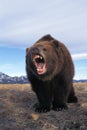 KODIAK BEAR ursus arctos middendorffi, ADULT WITH WIDE OPEN MOUTH, THREAT POSTURE, ALASKA Royalty Free Stock Photo