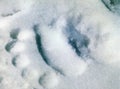 Kodiak Bear, ursus arctos middendorffi, Footprints in Snow, Alaska Royalty Free Stock Photo