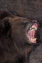Kodiak Bear, ursus arctos middendorffi, with Open Mouth, in Defensive Posture, Alaska Royalty Free Stock Photo