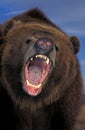 KODIAK BEAR ursus arctos middendorffi, PORTRAIT OF ADULT WITH OPEN MOUTH, THREAT POSTURE, ALASKA